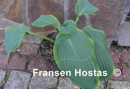 Hosta Northern Star